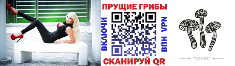 Псилоцибиновые грибы Psilocybe  сколько стоит  Дрезна 